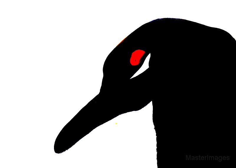 IMG_3261c.jpg - King Penguin (Aptenodytes patagonicus)